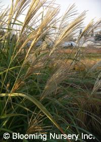 Miscanthus sinensis 'Blondo'